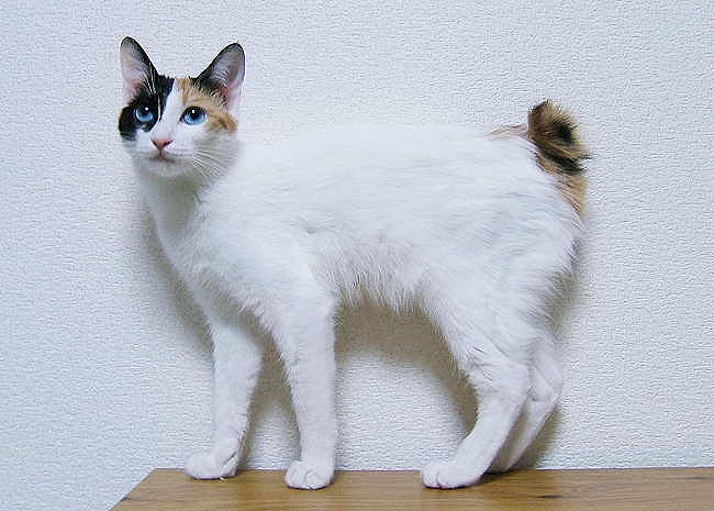 In Japan, this cat was